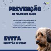 Laço Pedraria para Cachorro Kit c/ 30 un.